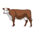 Cow vector clipart. Brown Cow on white background.